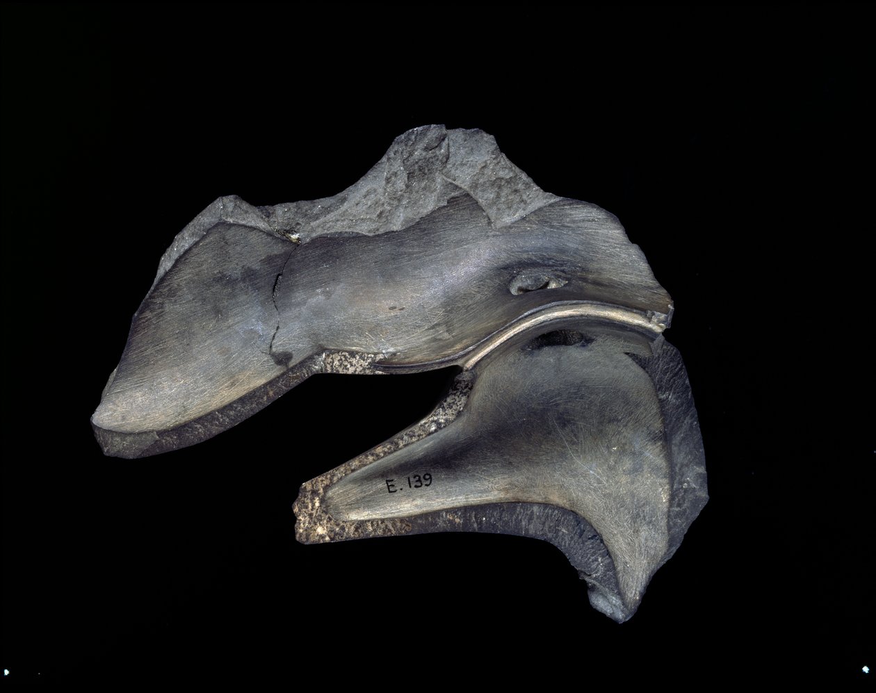 Baksidan av ett fragment av snidat fat med ankmotiv, tidig dynastisk period (siltsten) av Egyptian