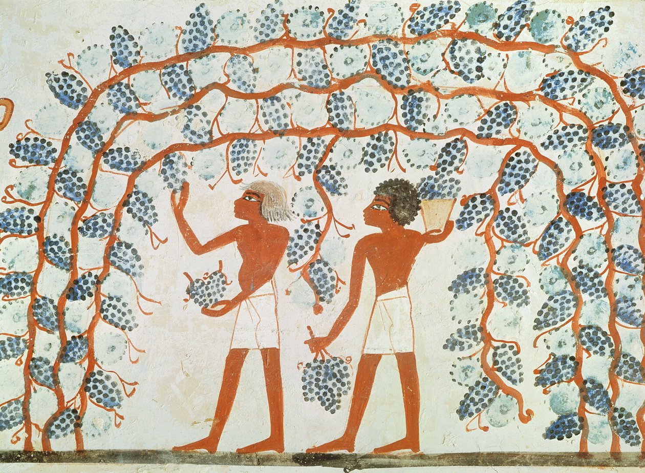 Plocka druvor, från graven i Nakht, New Kingdom (väggmålning) av Egyptian 18th Dynasty