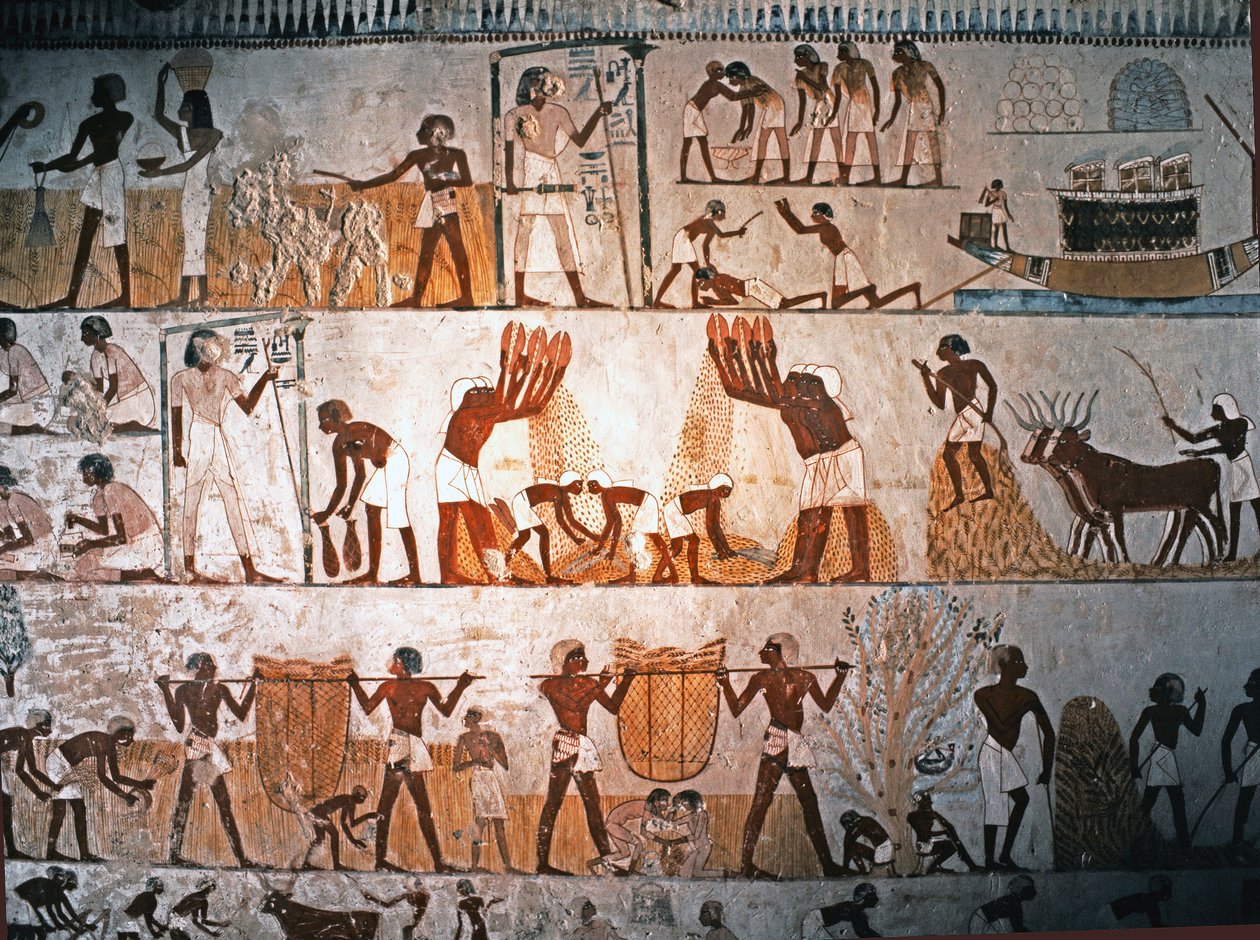 EGYPTISK KONST: Skördescen. Väggmålning i Mennas grav i Elwe..., ca 1400 f.Kr (kalksten) av Egyptian 18th Dynasty