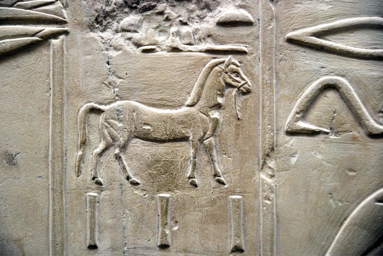 Egyptisk antikvitet: representation av en häst. Låg relief av Vizir Ramoses grav (18:e dynastin). Luxor, Thebe, Adelsdalen Egypten av Egyptian 18th Dynasty