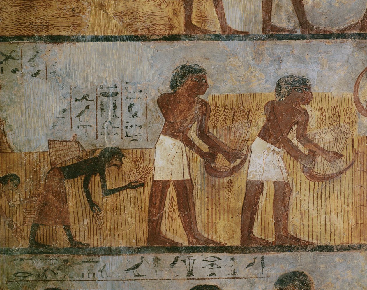 Lantarbetare skördar (muralmålning) av Egyptian 18th Dynasty