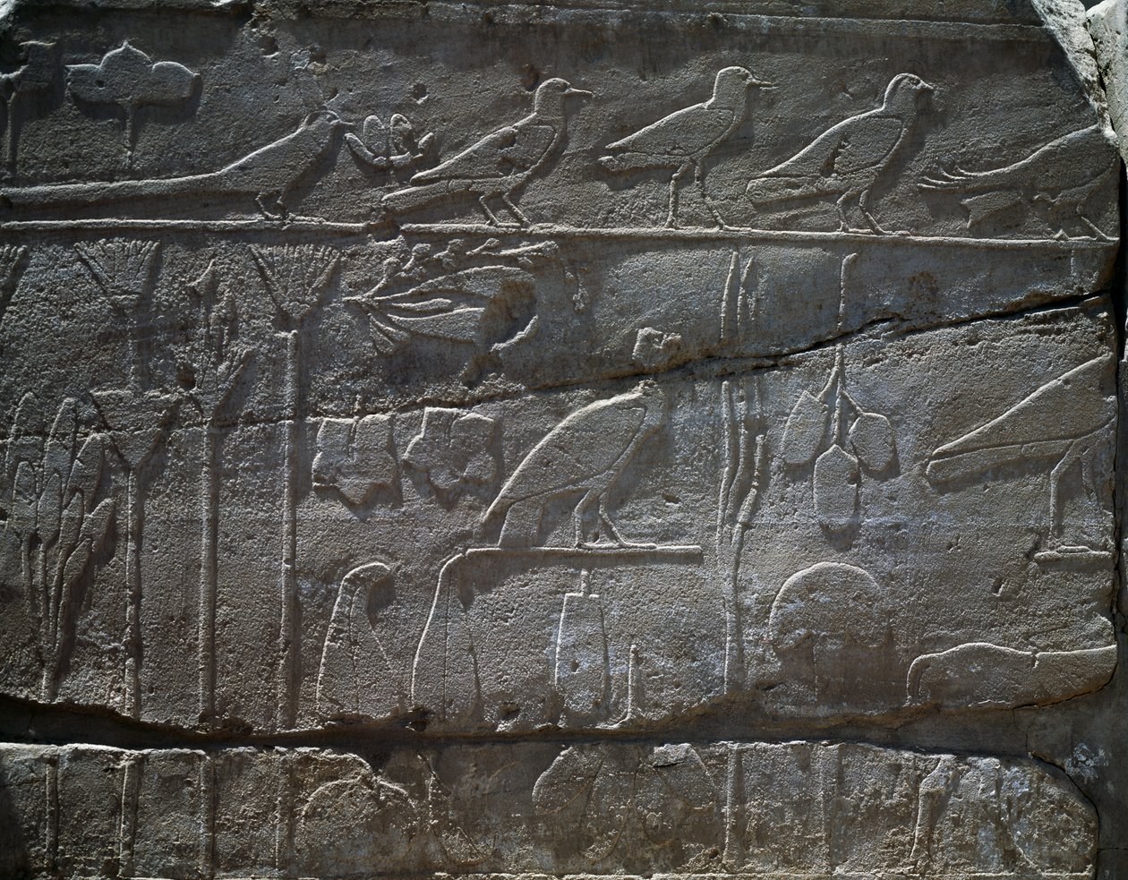 Växter och djur från Thutmose III:s expedition till Syrien 1465 f.Kr., detalj av relief, hall känd som den så kallade botaniska trädgården, Amuns tempel, Karnaks tempelkomplex, Egyptens civilisation, Nya riket, XVIII:e dynastin av Egyptian 18th Dynasty