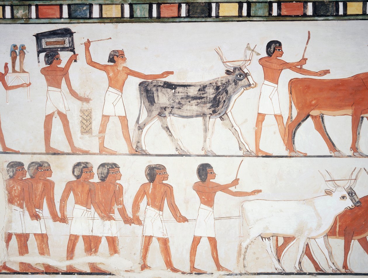 Herdar och boskap, fresk, södra väggen, längsgående kammare, Theban Tomb TT69, Sheikh Abd el-Qurna, Thebe (Unescos världsarvslista av Egyptian 18th Dynasty