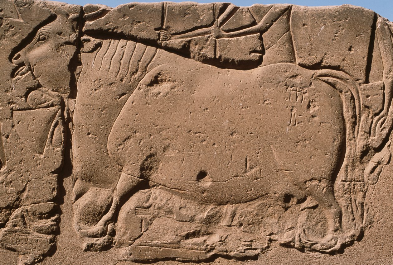 Detalj av en relief föreställande en ko, Ramses II (1298-32 f.Kr.) innergård (kalksten) av Egyptian 19th Dynasty