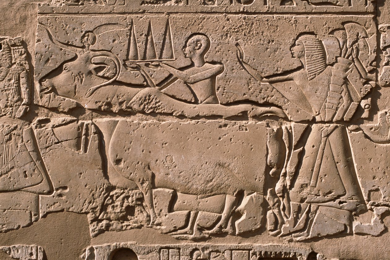 Detalj av en relief som visar män som leder en ko, Ramses II (1298-32 f.Kr.) innergård (kalksten) av Egyptian 19th Dynasty