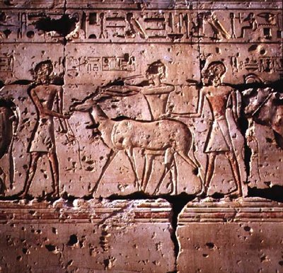 Relief avbildade oryx som leds i procession för att offras, från Ramses II-templet, Nya kungariket av Egyptian 19th Dynasty