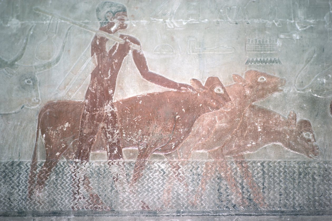 Boskap som vadar en kanal i Mastaba Chapel of Ti, Old Kingdom (väggmålning) av Egyptian 5th Dynasty