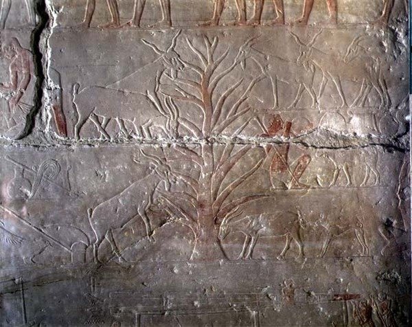 Getter som äter en buske, relief från Mastaba av Akhethotep vid Saqqara, Gamla kungariket (målad kalksten) av Egyptian 5th Dynasty
