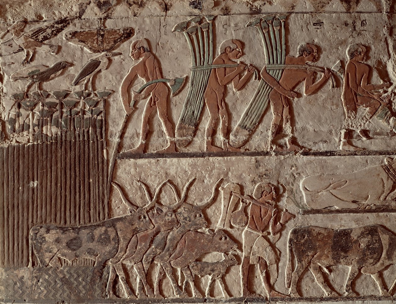 Skördar papyrus och en grupp kor, Gamla kungariket (väggmålning) av Egyptian 5th Dynasty