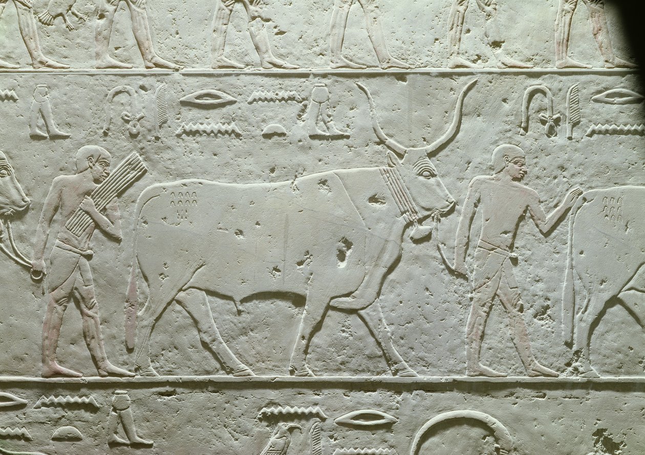 Herde som leder en tjur, detalj från Mastaba av Akhethotep, från Saqqara, Gamla kungariket, ca 2500 f.Kr. (målad kalksten) av Egyptian 5th Dynasty