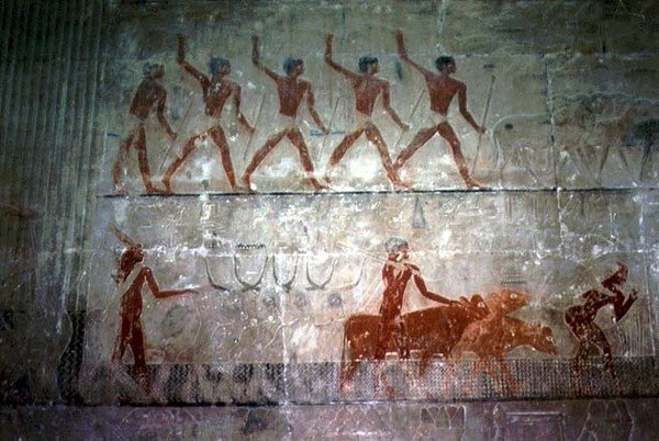 Män som vallar får och boskap från Mastaba Chapel of Ti, Old Kingdom (väggmålning) av Egyptian 5th Dynasty