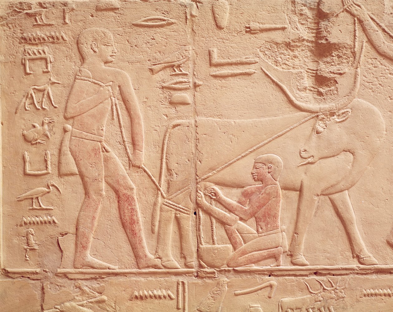 Relief som visar en man som mjölkar en ko, från Mastaba i Kagemni, Gamla kungariket (målad kalksten) av Egyptian 6th Dynasty