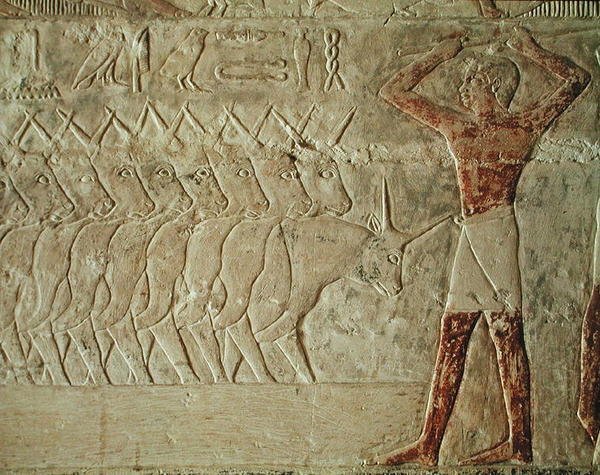 Relief som visar en förare som uppmuntrar en grupp boskap, från Mastaba i Mereruka, Gamla kungariket (målad kalksten) av Egyptian 6th Dynasty Egyptian 6th Dynasty