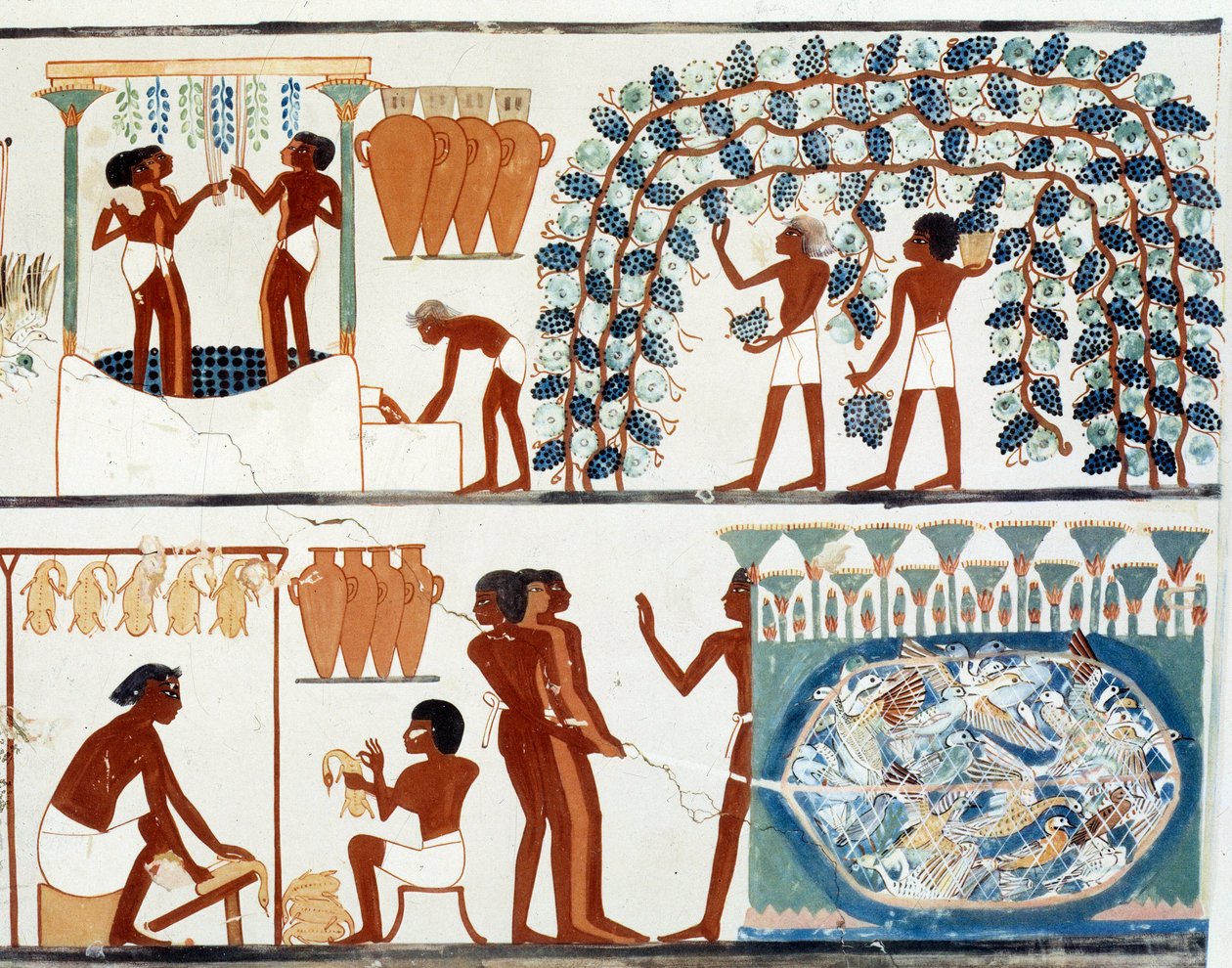Art Egypt: plocka och trampa druvor. Simile College of the Tomb of Nakht, period av Amenophis II (ca 1450-1425 f.Kr.) Paris, College De France av Egyptian Egyptian
