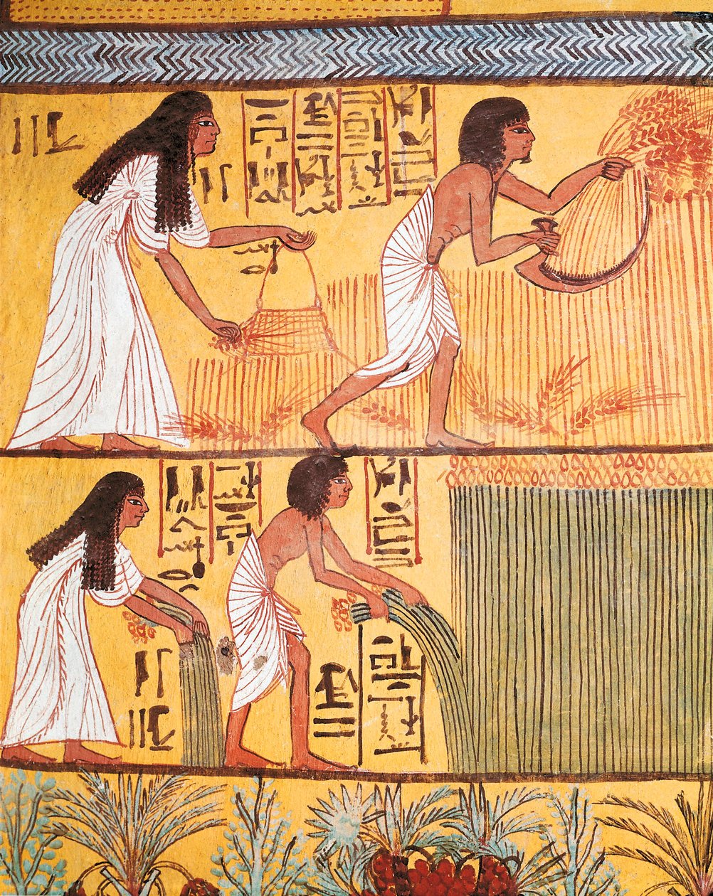 Detalj av en skördeplats på östmuren, från graven i Sennedjem, arbetarbyn av Egyptian Egyptian