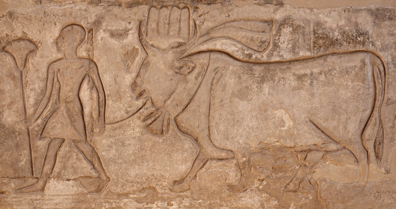 Man som drar en ko, Horustemplet, Edfu av Egyptian Egyptian