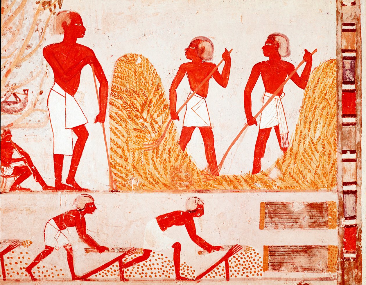 Scen för skörd i det antika Egypten (fresco av Egyptian Egyptian