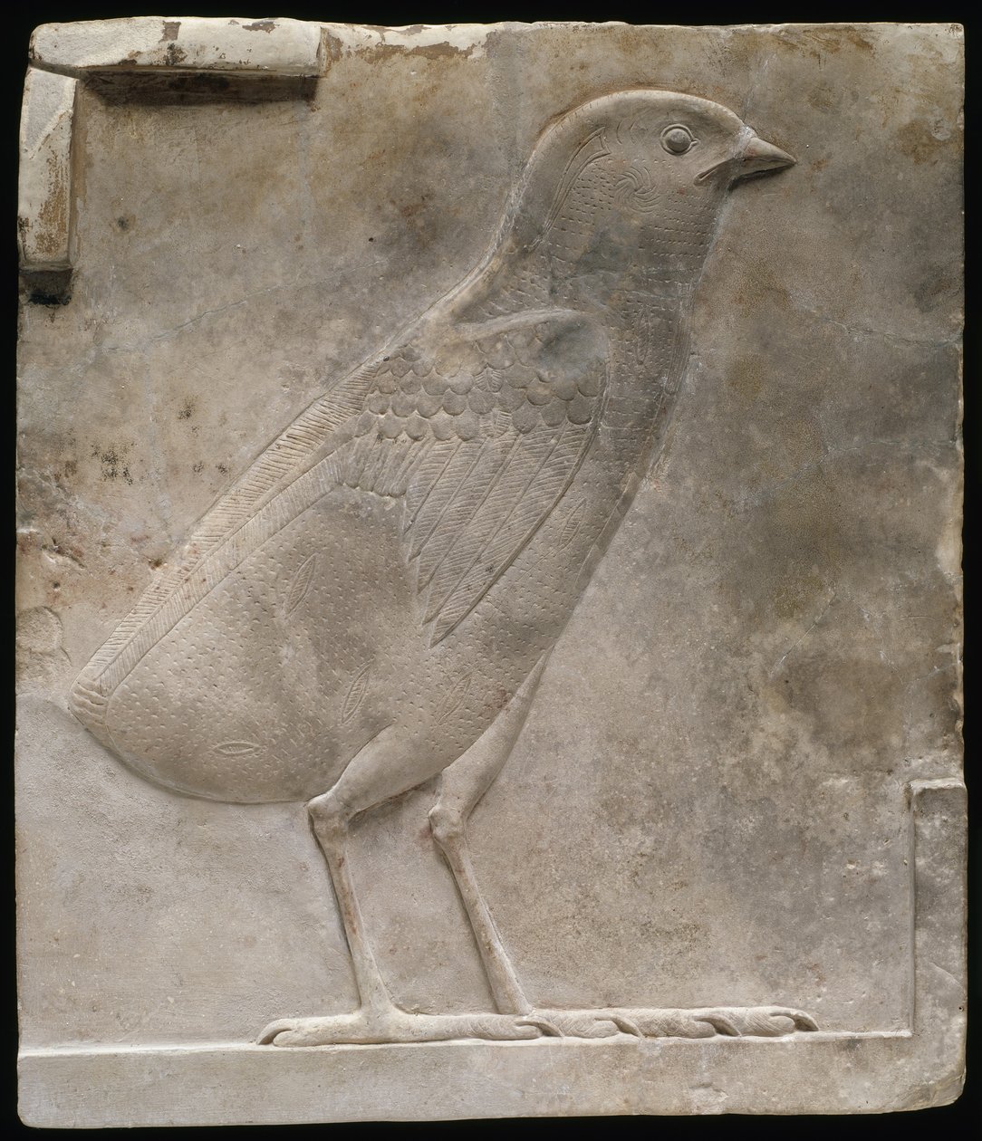 Reliefplakett föreställande en fågelunge, ca 330-305 f.Kr av Egyptian Ptolemaic Period