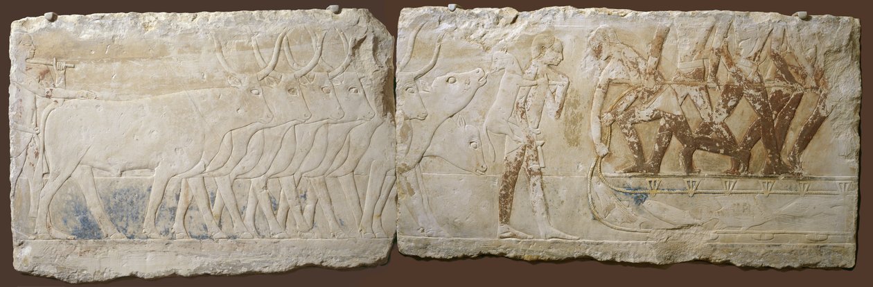 Relief av bönder som driver boskap och fiske, Gamla kungariket, 2450-2290 f.Kr. (målad kalksten) av Egyptian School