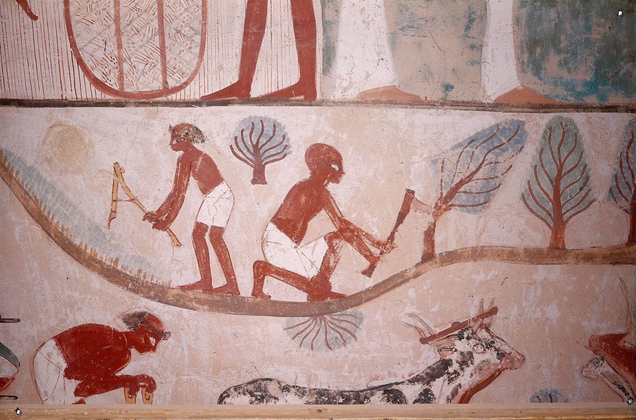 Jordbruksscen (slåtter och vedhuggning), från den skriftlärde Mennas grav, Egypten, Sheikh Abd el-Qurna, De adligas dal av Egyptian School