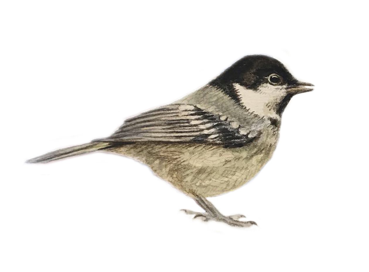 Coal Tit, 2019 (akvarellfärg och blyerts) av Eleanor Grafton