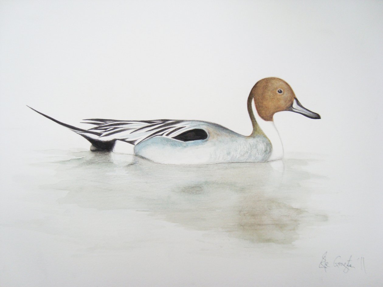 Pintail Duck, 2011 (akvarellfärg och blyerts) av Eleanor Grafton