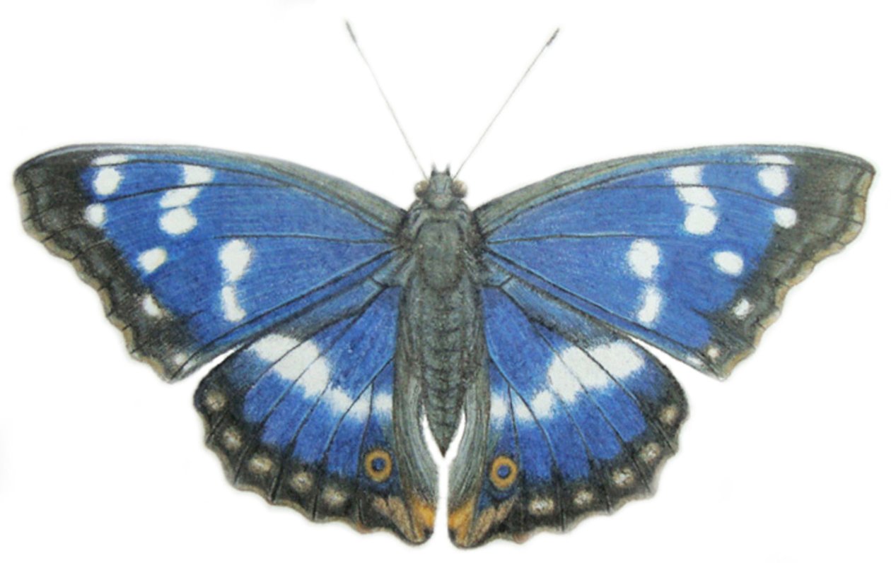 Purple Emperor, 2012 (akvarellfärg och blyerts på papper) av Eleanor Grafton