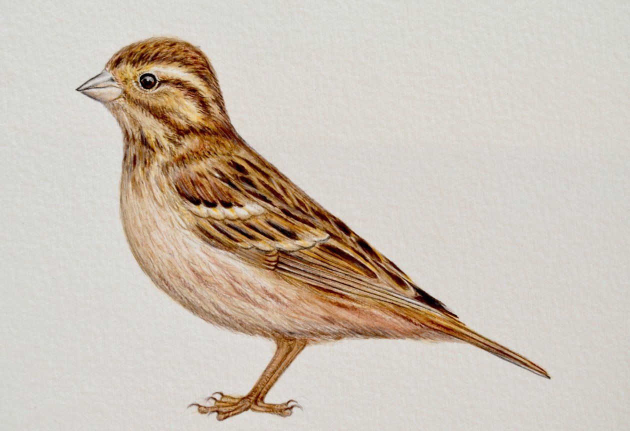 Reed Bunting, 2023 av Eleanor Grafton