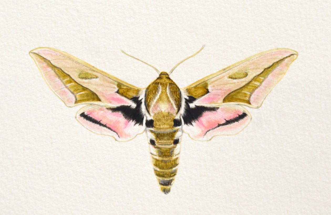 Spurge Hawk Moth, 2023 (akvarell) av Eleanor Grafton