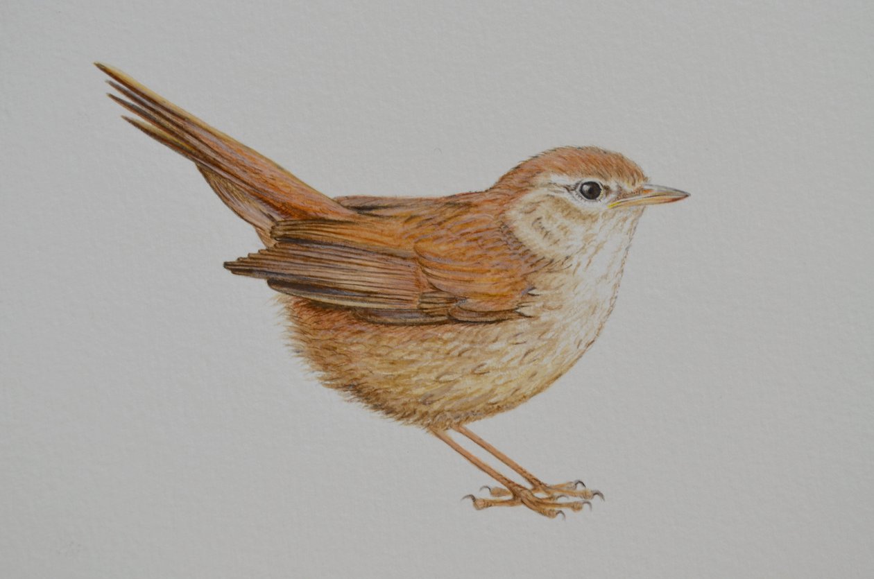 Warbler, 2023 av Eleanor Grafton