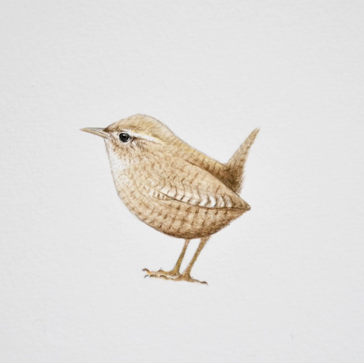 Wren, 2019 (akvarellfärg och blyerts) av Eleanor Grafton