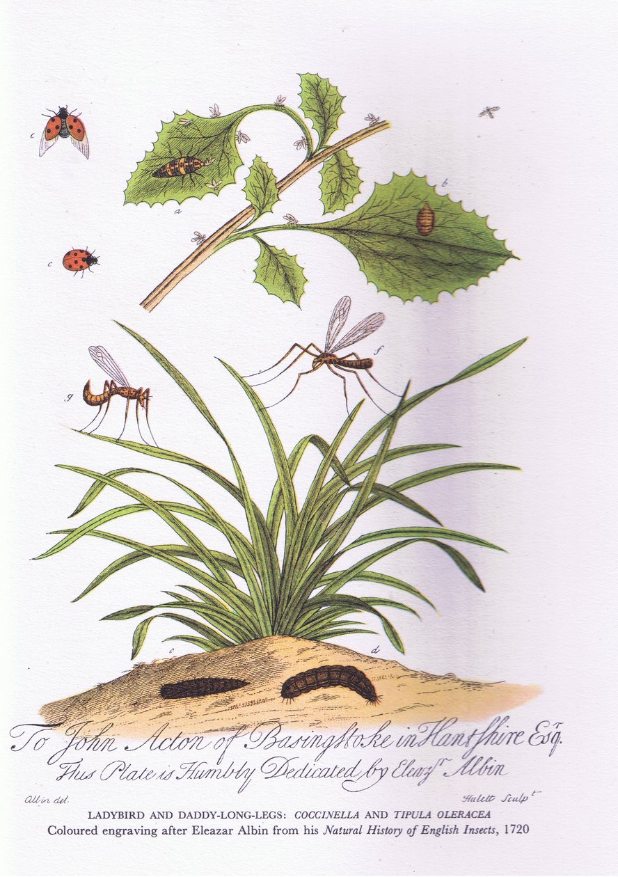 Lady Bird och Daddy Long Legs: Coccinella och Tipula Oleracea (färg litho) av Eleazar (after) Albin