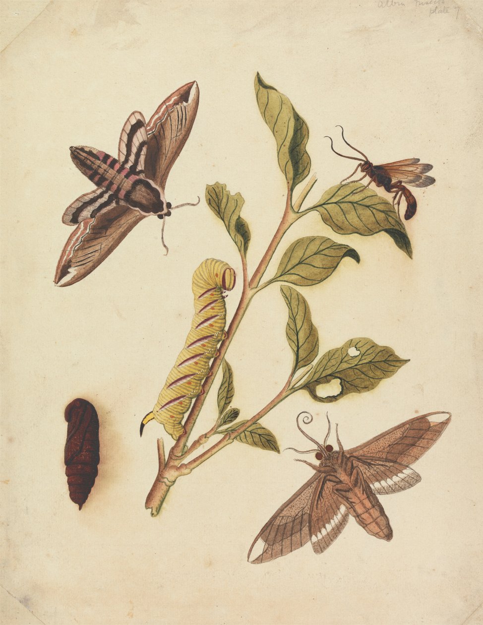 Liguster Hawk Moths och Callajoppa Exaltatoria av Eleazar Albin
