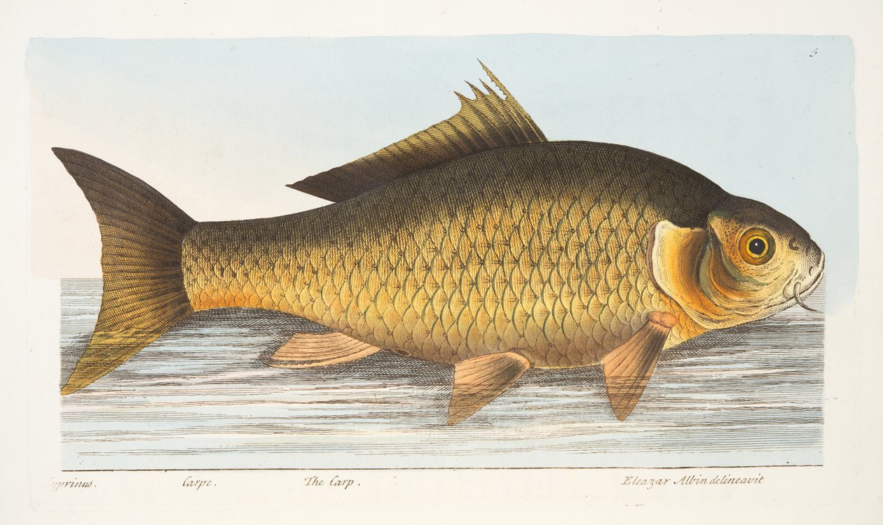 Karpen, från A Treatise on Fish and Fish-damms, pub. 1832 (handfärgad gravyr) av Eleazar Albin