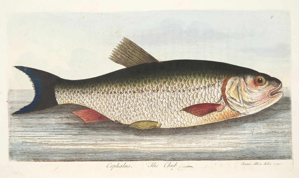 The Chub, från A Treatise on Fish and Fish-damms, pub. 1832 (handfärgad gravyr) av Eleazar Albin
