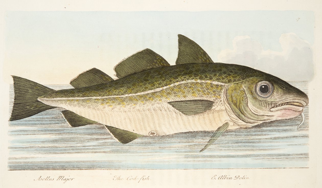 The Cod Fish, från A Treatise on Fish and Fish-damms, pub. 1832 (handfärgad gravyr) av Eleazar Albin