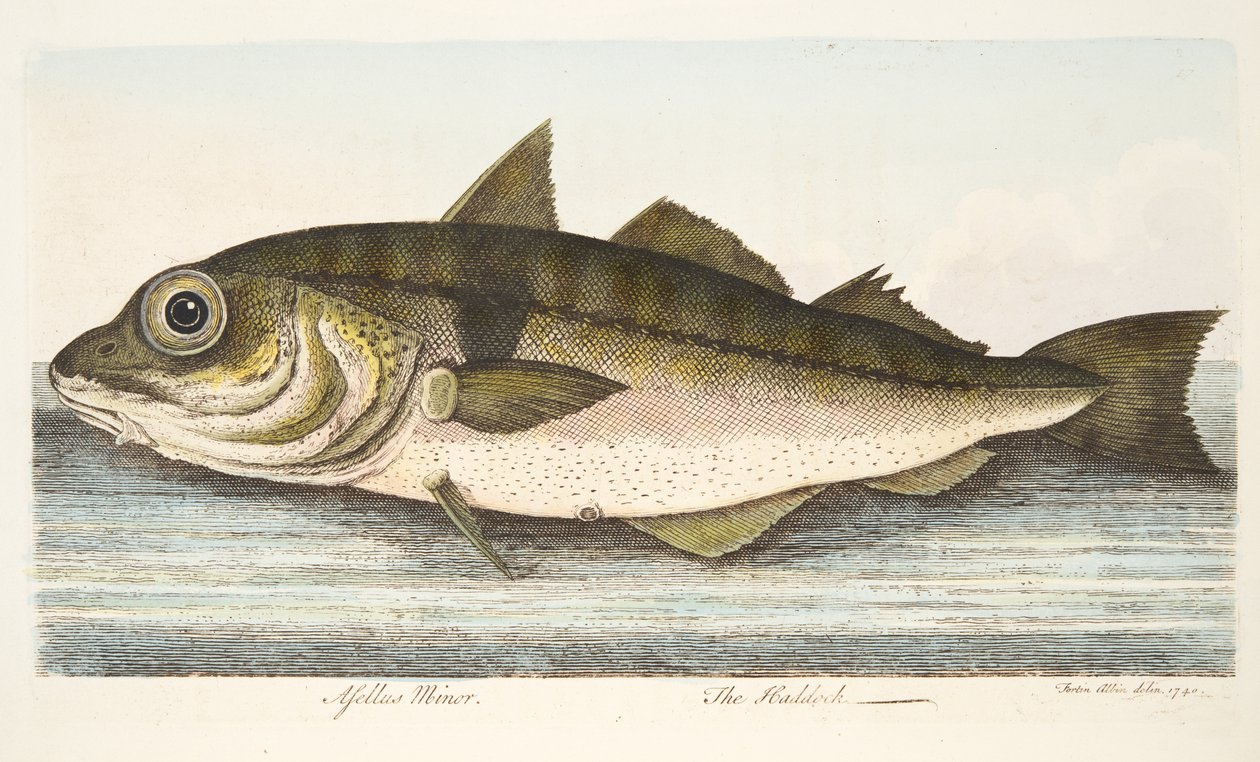 The Haddock, från A Treatise on Fish and Fish-damms, pub. 1832 (handfärgad gravyr) av Eleazar Albin