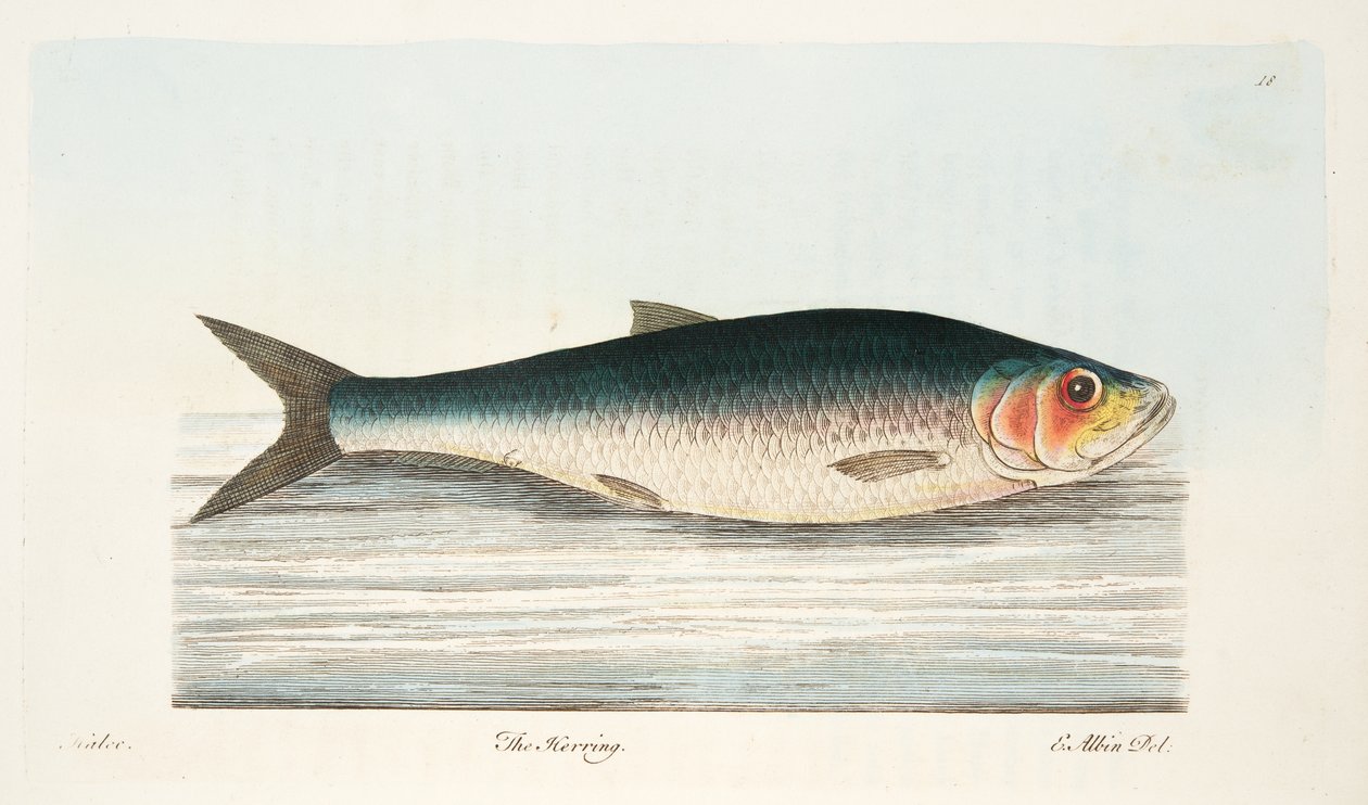 The Sillen, från A Treatise on Fish and Fish-damms, pub. 1832 (handfärgad gravyr) av Eleazar Albin