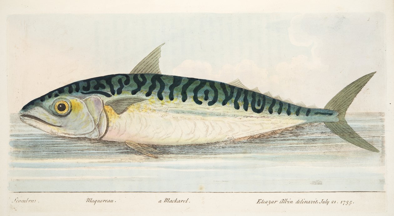 Makrillen, från A Treatise on Fish and Fish-damms, pub. 1832 (handfärgad gravyr) av Eleazar Albin