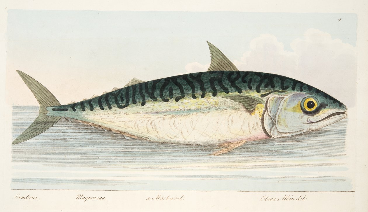 Makrillen, från A Treatise on Fish and Fish-damms, pub. 1832 (handfärgad gravyr) av Eleazar Albin
