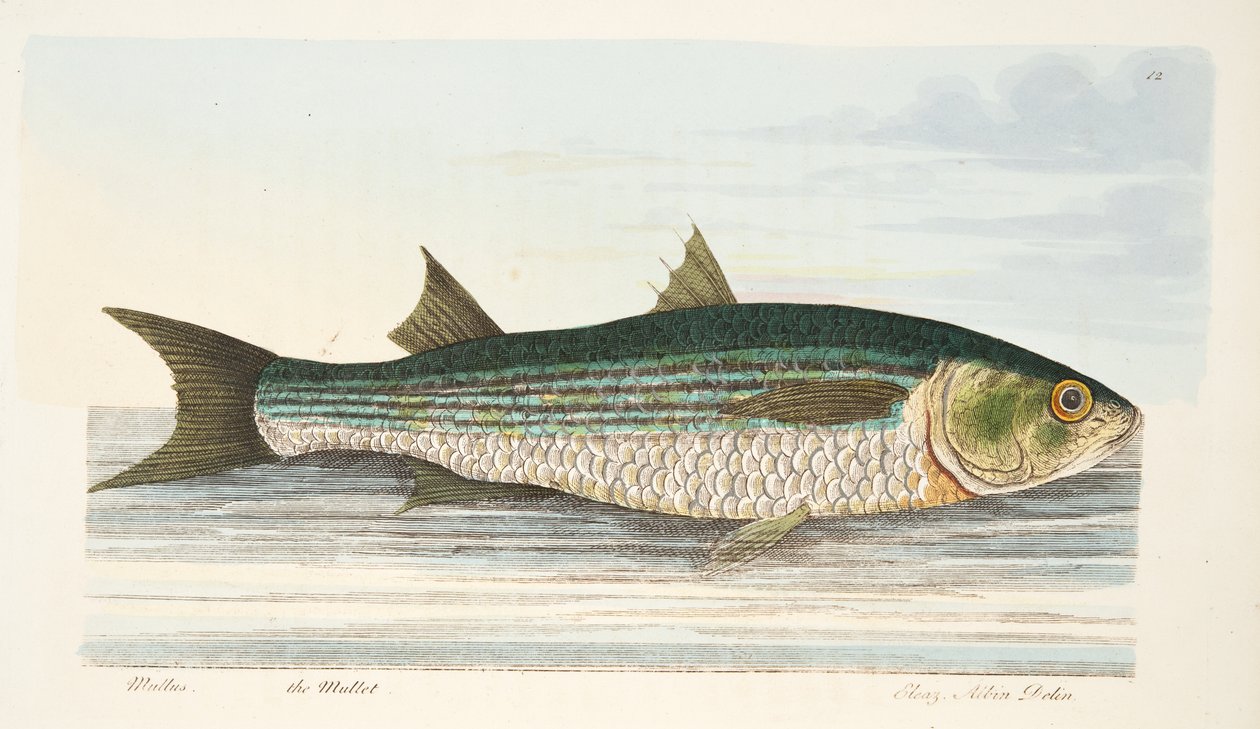 Mullet, från A Treatise on Fish and Fish-damms, pub. 1832 (handfärgad gravyr) av Eleazar Albin