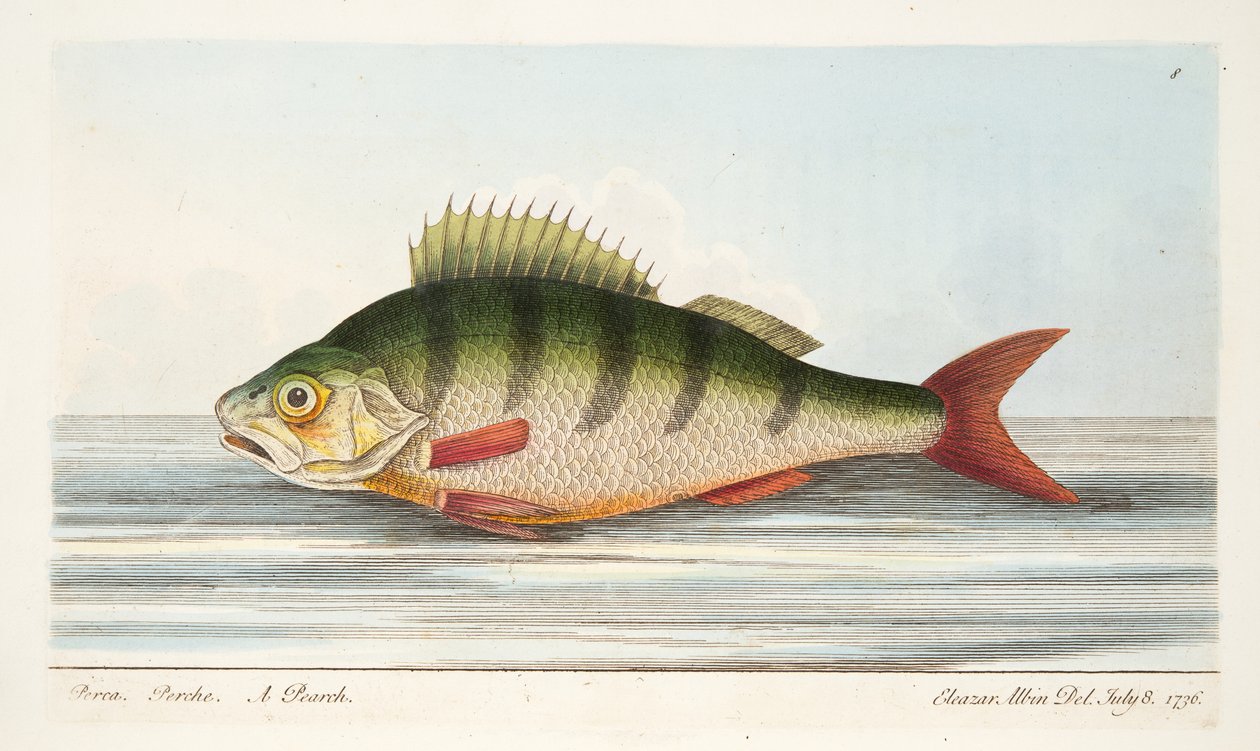 Abborren, från A Treatise on Fish and Fish-damms, pub. 1832 (handfärgad gravyr) av Eleazar Albin