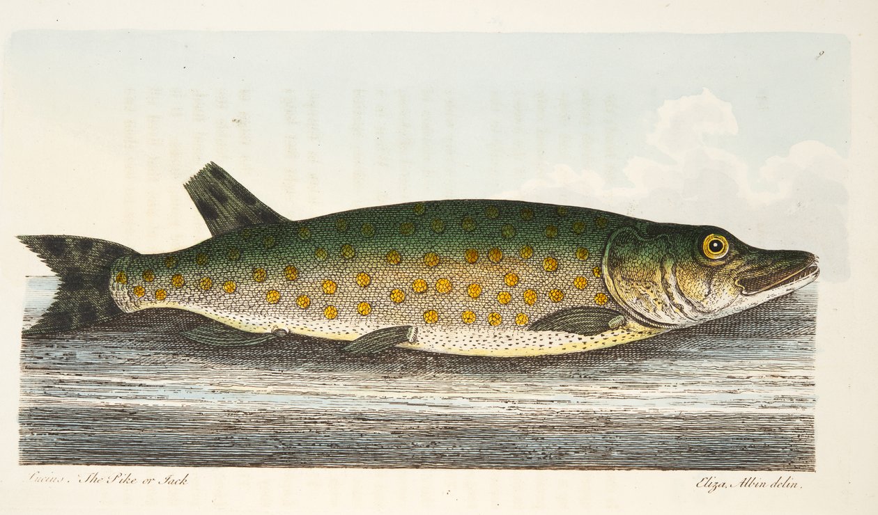 The Pike, från A Treatise on Fish and Fish-damms, pub. 1832 (handfärgad gravyr) av Eleazar Albin
