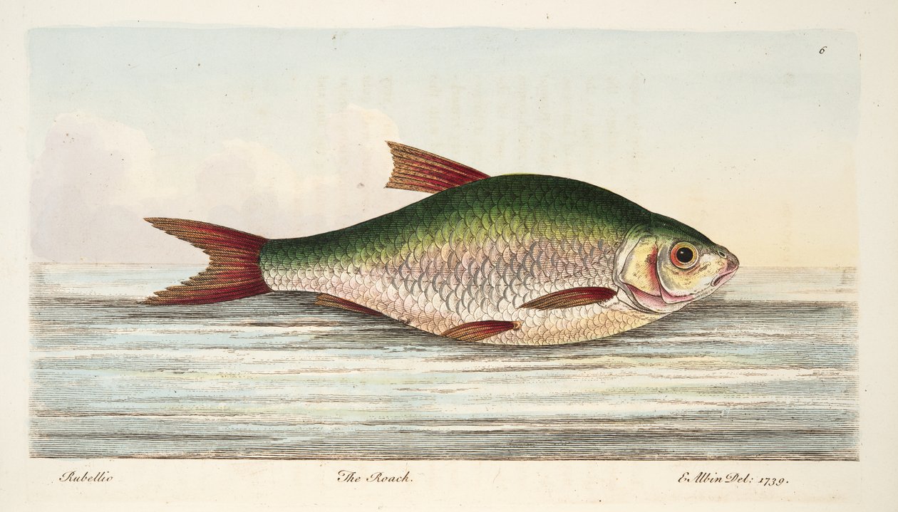 Mörten, från A Treatise on Fish and Fish-damms, pub. 1832 (handfärgad gravyr) av Eleazar Albin