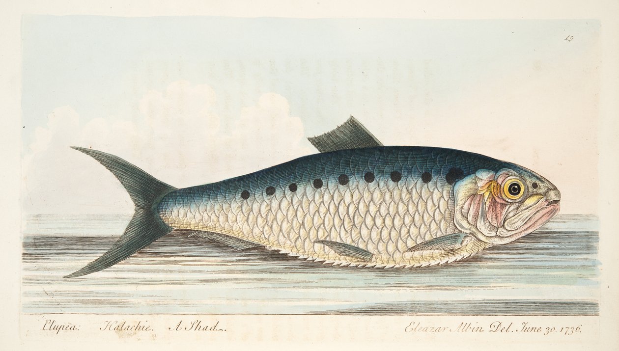 The Shad, från A Treatise on Fish and Fish-damms, pub. 1832 (handfärgad gravyr) av Eleazar Albin