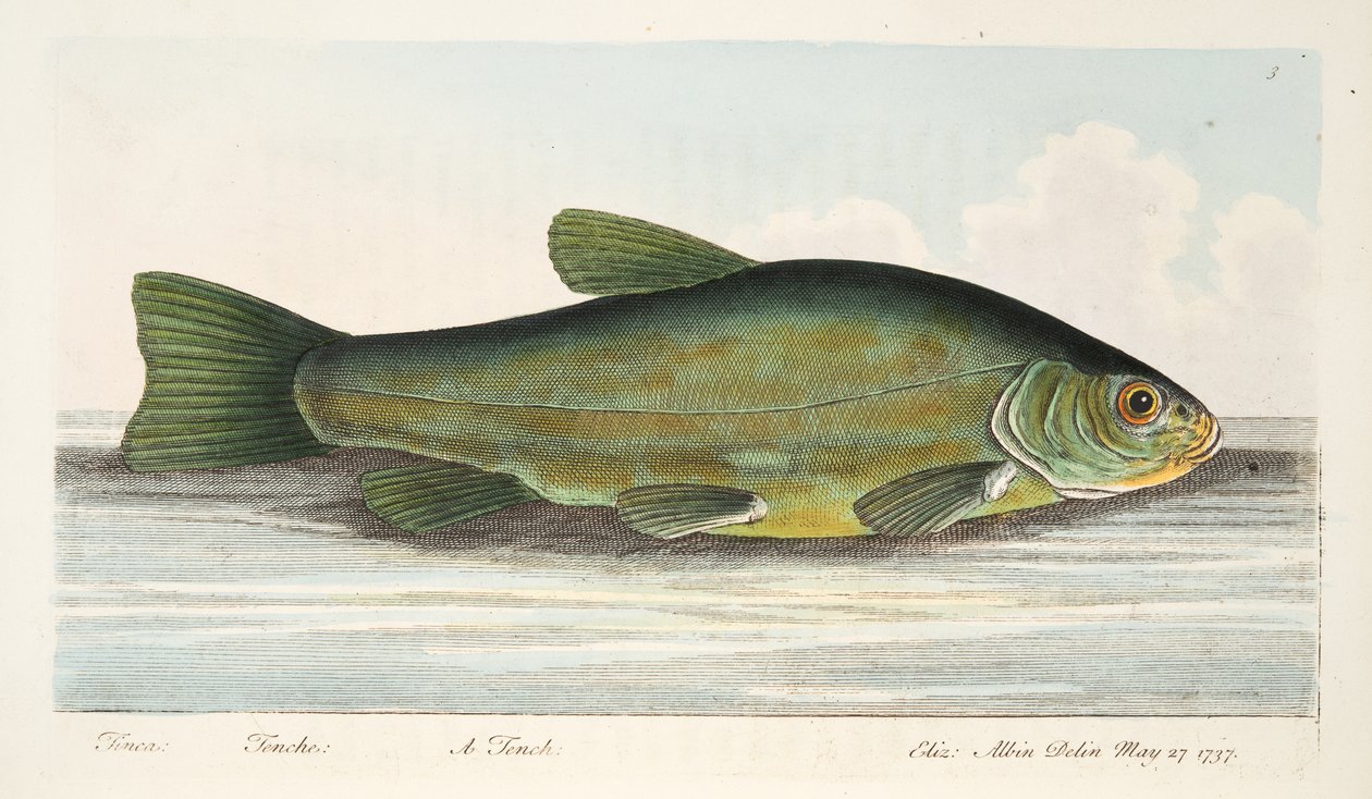 The Tench, från A Treatise on Fish and Fish-damms, pub. 1832 (handfärgad gravyr) av Eleazar Albin