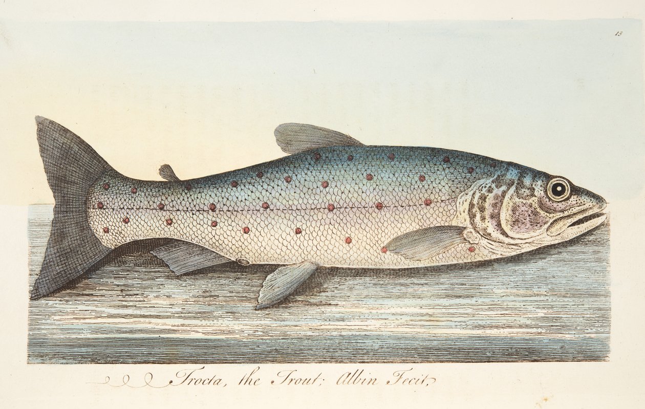 Öringen, från A Treatise on Fish and Fish-damms, pub. 1832 (handfärgad gravyr) av Eleazar Albin