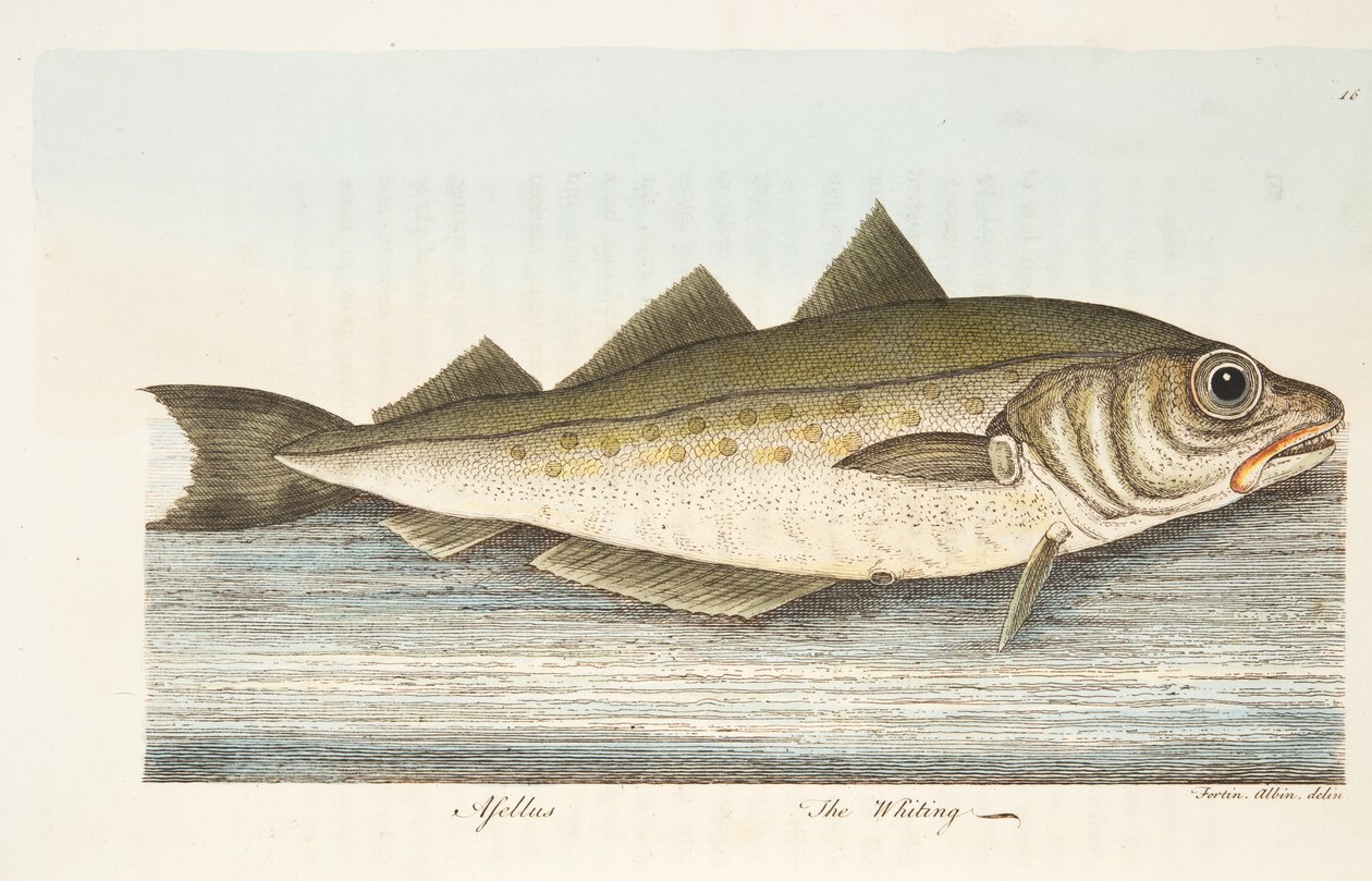 The Whiting, från A Treatise on Fish and Fish-damms, pub. 1832 (handfärgad gravyr) av Eleazar Albin