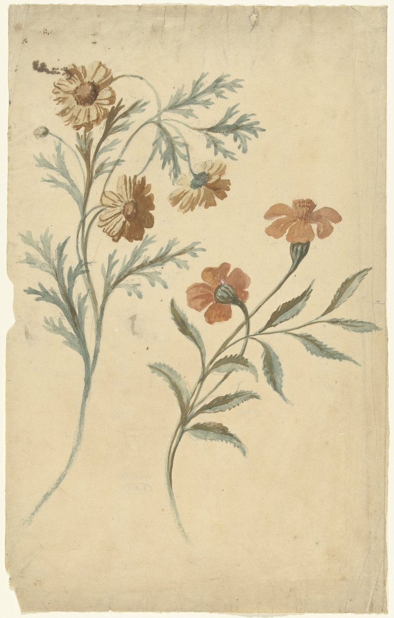 Blomstudie av en röd och en brun blomma av Elias van Nijmegen
