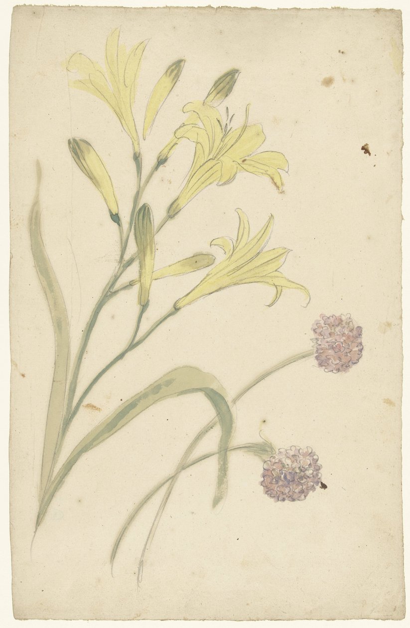 Blomstudier av en gul lilja och en blommande lök av Elias van Nijmegen